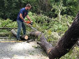 Best Tree Removal  in Riverside, NY