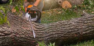 Best Lawn Maintenance Plans  in Riverside, NY