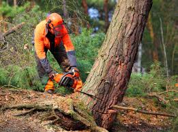 How Our Tree Care Process Works  in  Riverside, NY