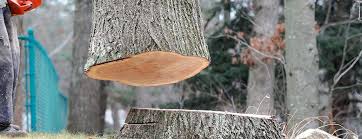 Best Tree Disease Treatment  in Riverside, NY