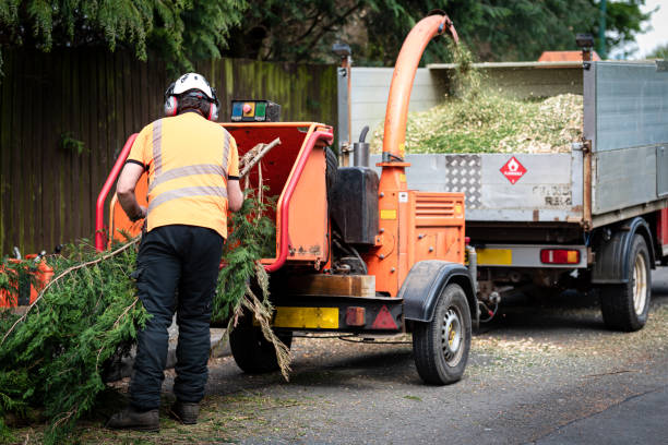 Best Stump Grinding and Removal  in Riverside, NY