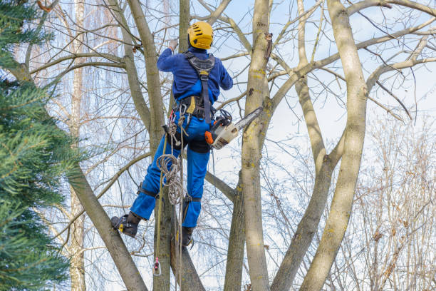 Best Tree Health Inspection  in Riverside, NY