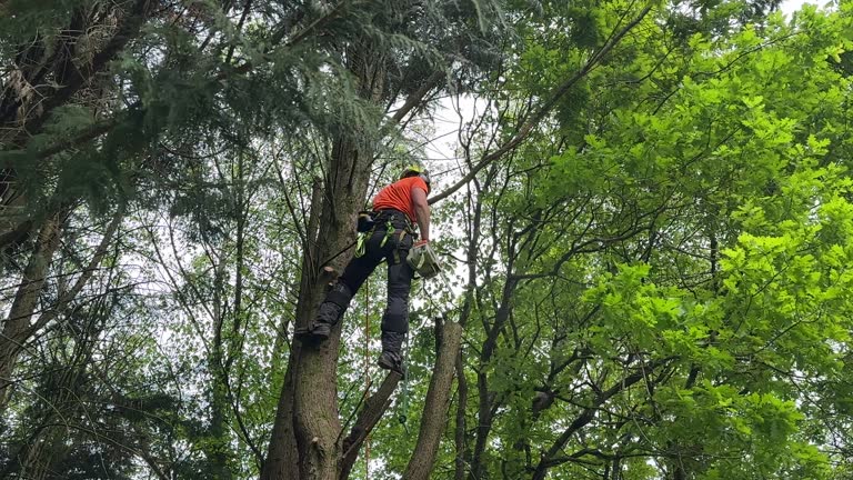 Best Lot and Land Clearing  in Riverside, NY