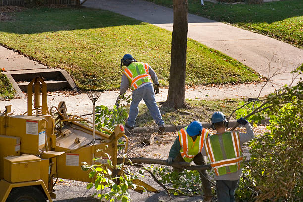 Best Tree and Shrub Care  in Riverside, NY