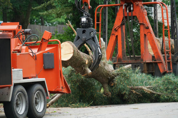 Best Root Management and Removal  in Riverside, NY