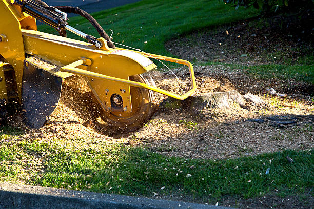 Best Pest Control for Lawns  in Riverside, NY