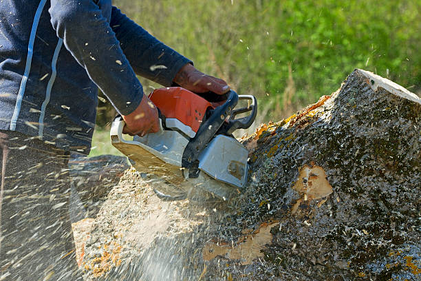 Best Lawn Watering Services  in Riverside, NY