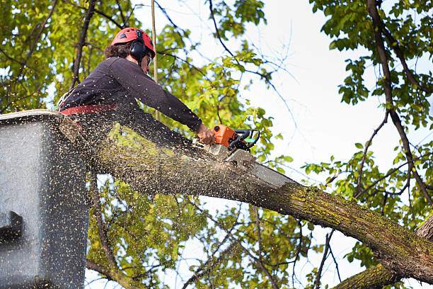 Best Lawn Pest Prevention  in Riverside, NY